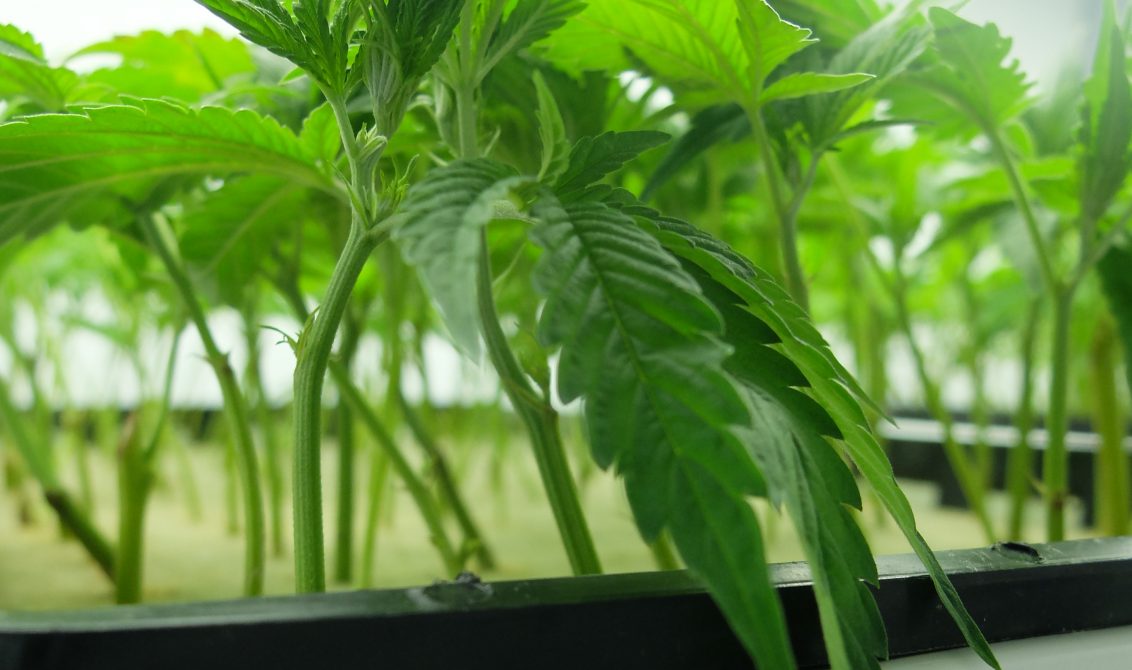 Photograph of product: Papi Suave H - Clone