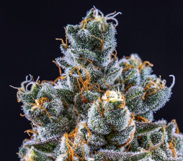 Photograph of product: White Lightning** - 28g