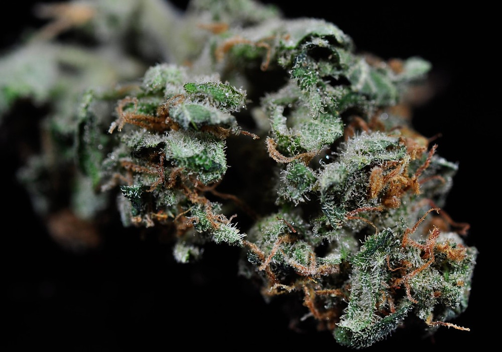 Photograph of product: Forest Flower Hoots High Terp Preroll 2-Pack 2g