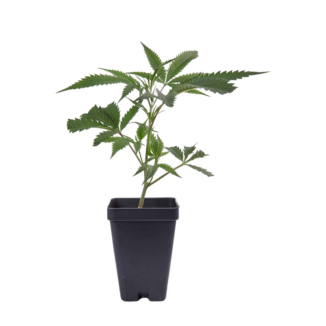 Photograph of product: Clone - Super Boof (Black Cherry Punch x Tropicanna Cookies)