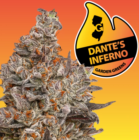 Photograph of product: Garden Greens Dante's Inferno 7g