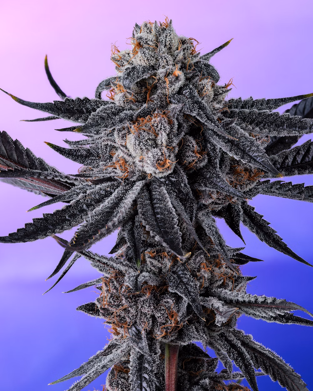 Photograph of Product: C-Bite Moonwalkers Flower (REC) - 3.5g