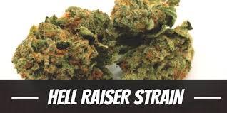 Photograph of product: Glorious Oui'd | 3.5g Flower | Hell Raiser (Faded)