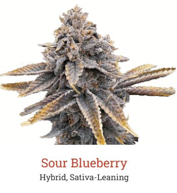 Photograph of product: SOUR BLUEBERRY | 3.5G