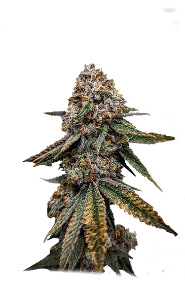 Photograph of product: Buttered Toast Buds - 3.5g
