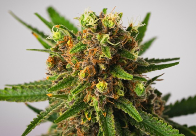 Photograph of product: Super Silver Haze - pre-roll