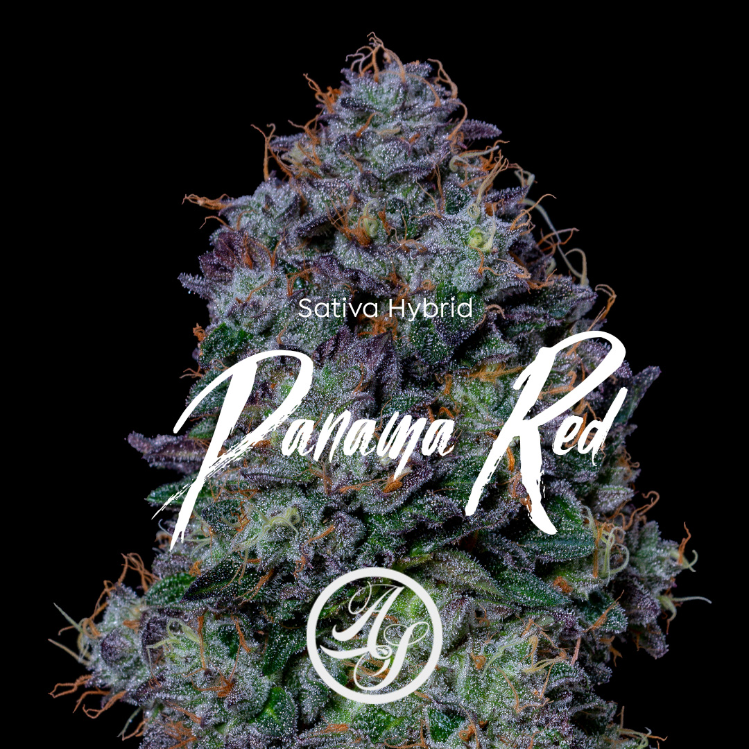Photograph of product: Flower: Panama Red - 14g
