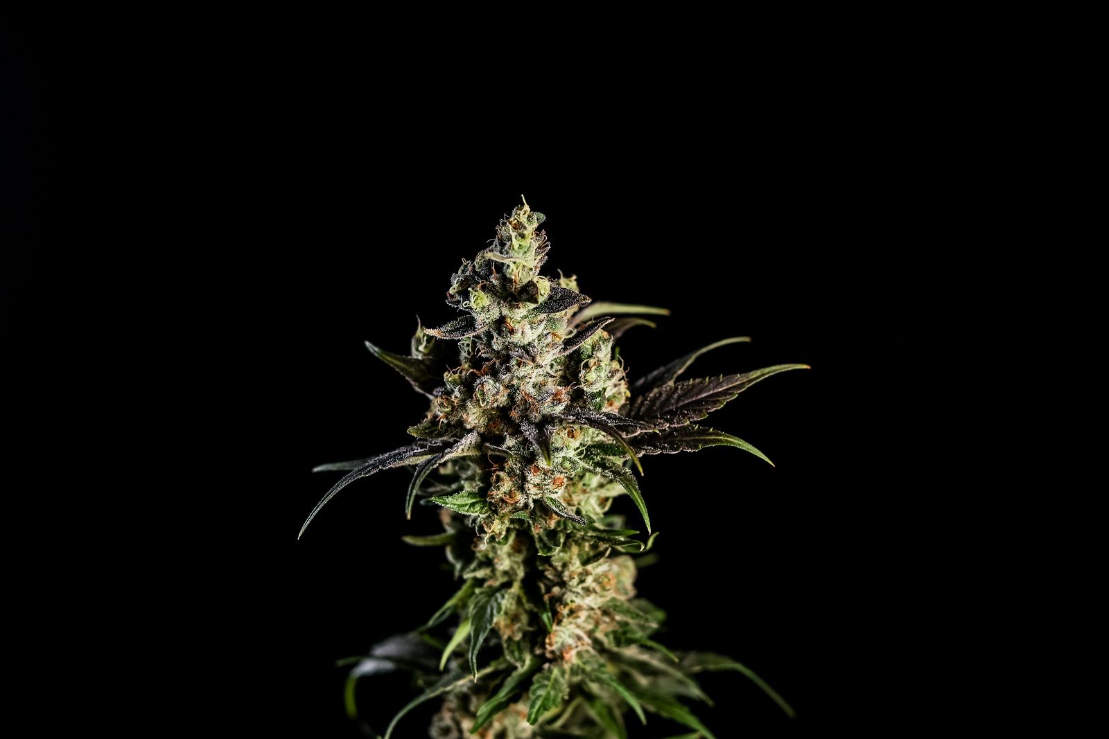 Photograph of product: Banana Hammock | Flower - 28g