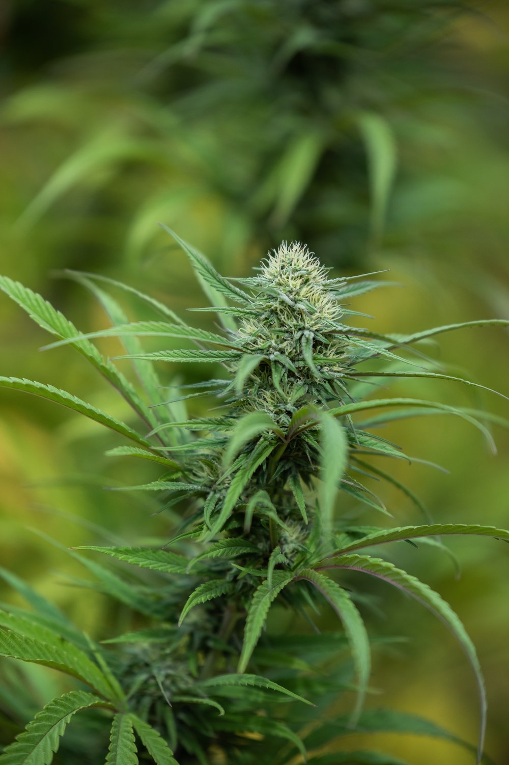 Photograph of product: East Fork Cultivars Tangerang 2:1 CBD - 28g