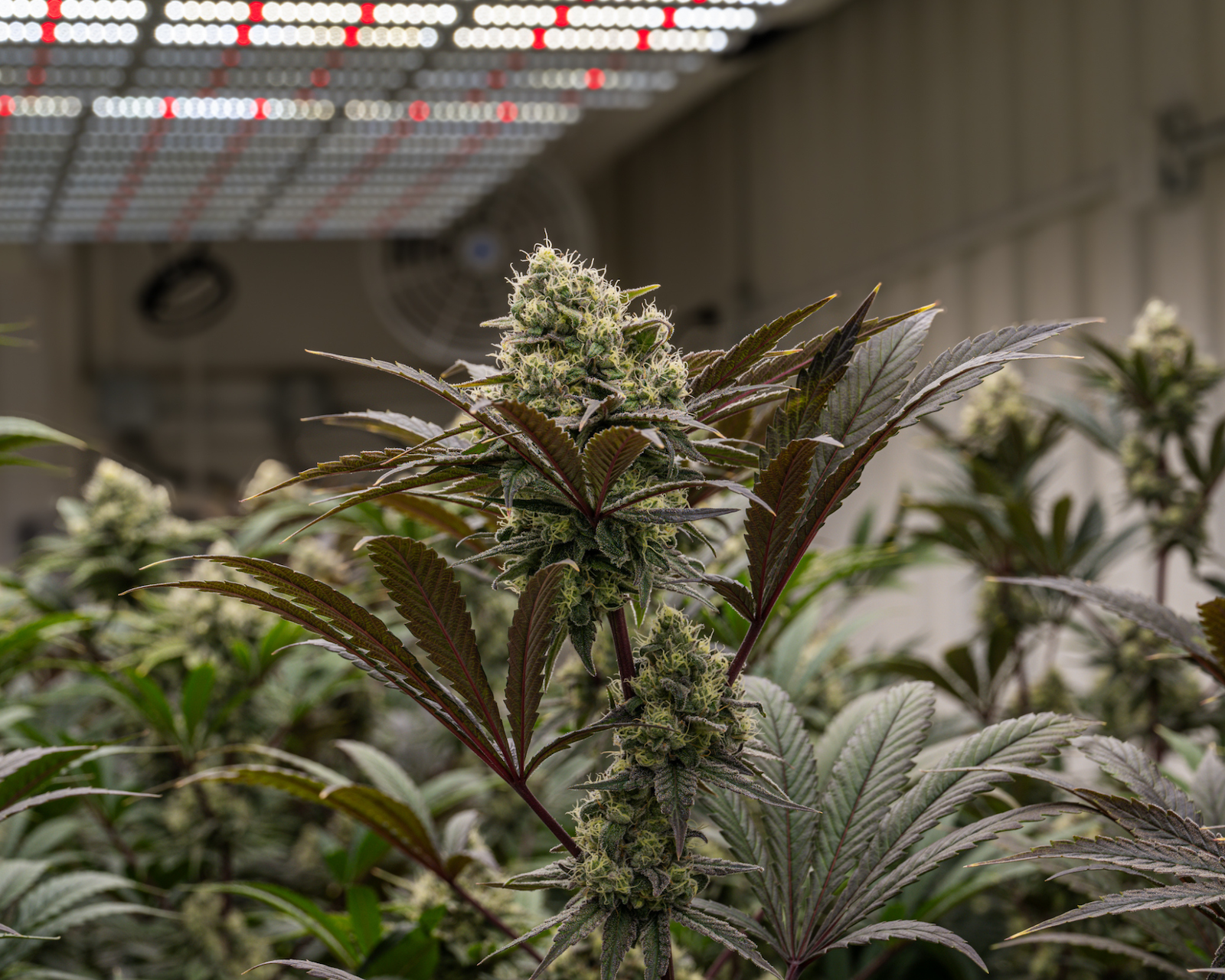 Photograph of product: Lemon Fresh - Premium Sungrown - 28g