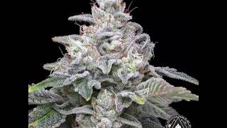 Photograph of product: Zkittlez Kush Mints 1/8 Prepack - 3.5g