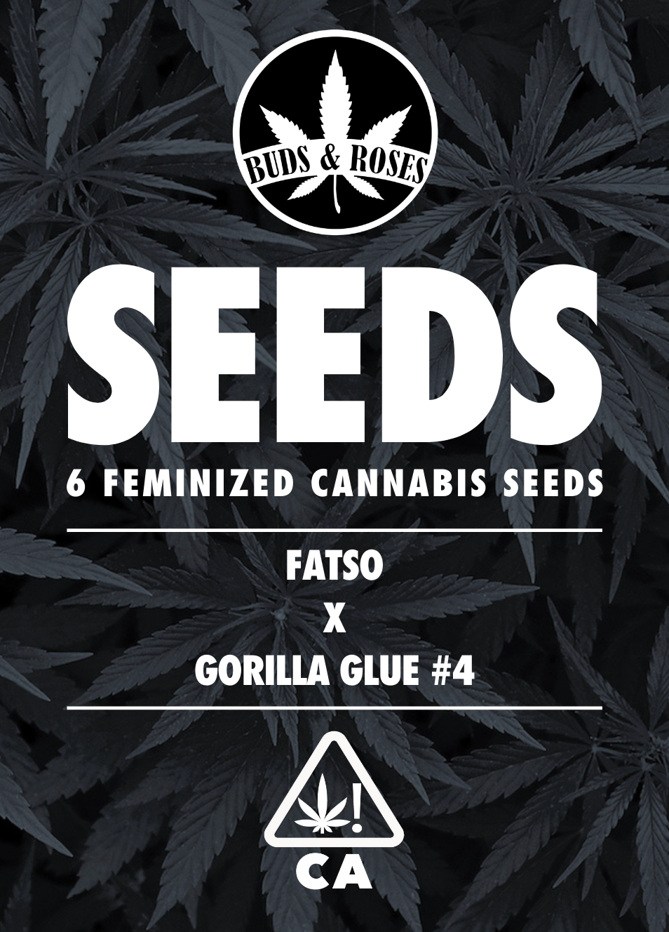 Photograph of product: 6pk Fem Seeds - Gorilla Glue #4 x Fatso