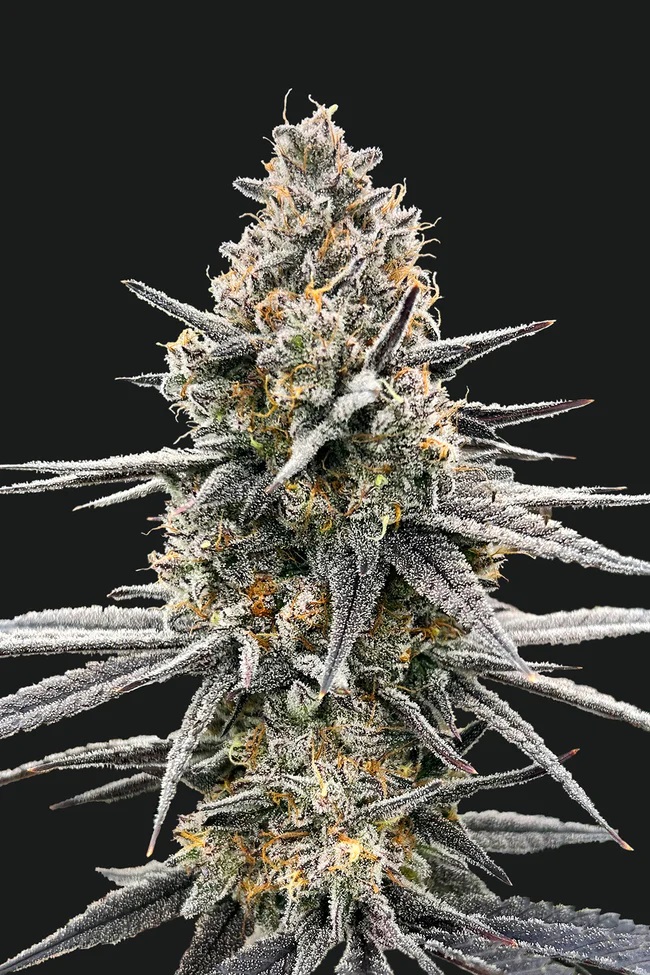 Photograph of product: Tartz - Flower - 3.5g