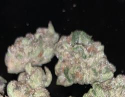 Photograph of product: SUMMIT - Cherry Cookies (H) - SELECT - 28g