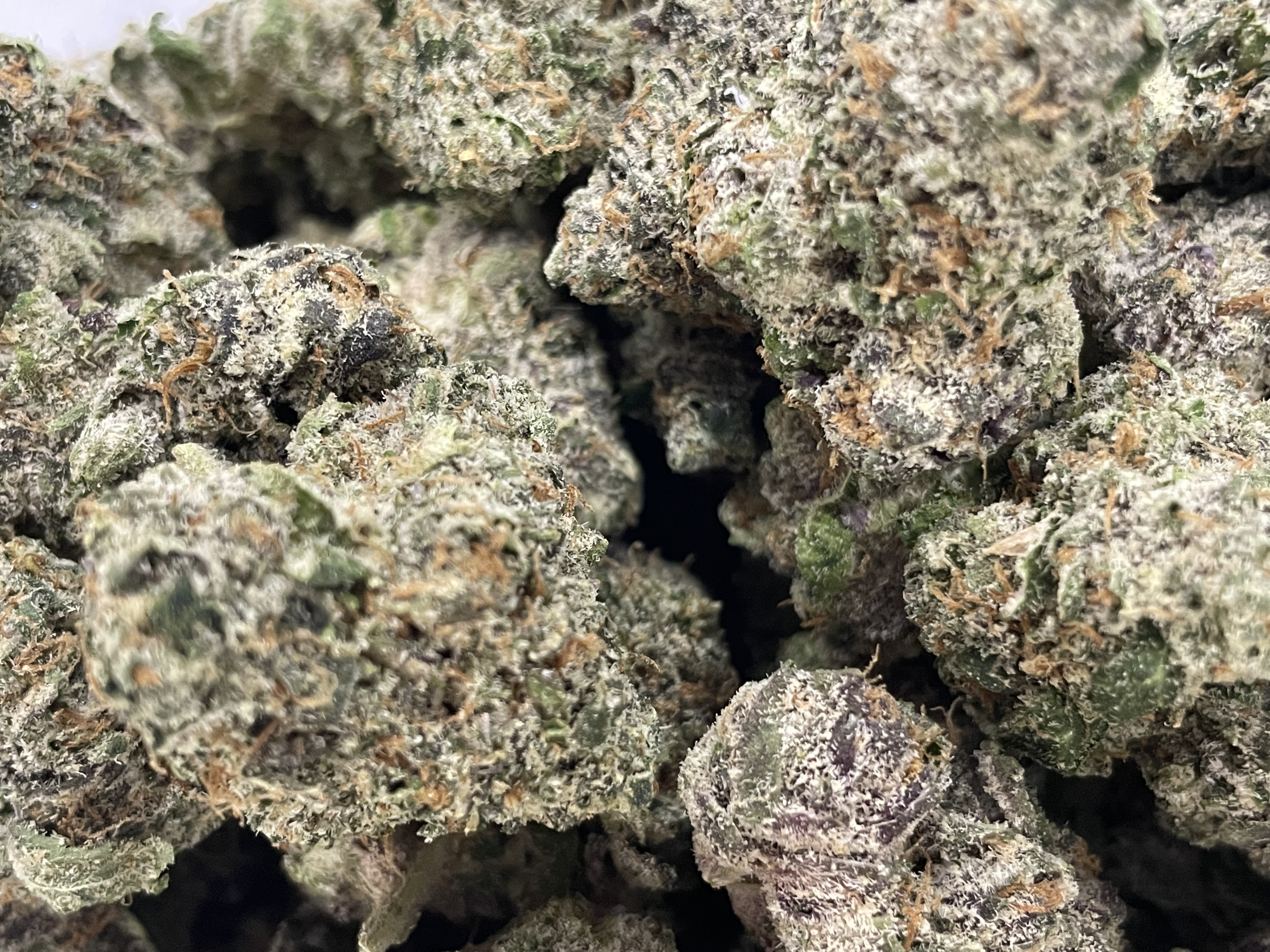 Photograph of product: Fire Tier - Grown Rogue - Bacio Gelato Bulk Buds - 28g