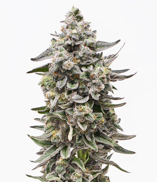 Photograph of product: Flower | Pink Passion Fruit - 3.5g