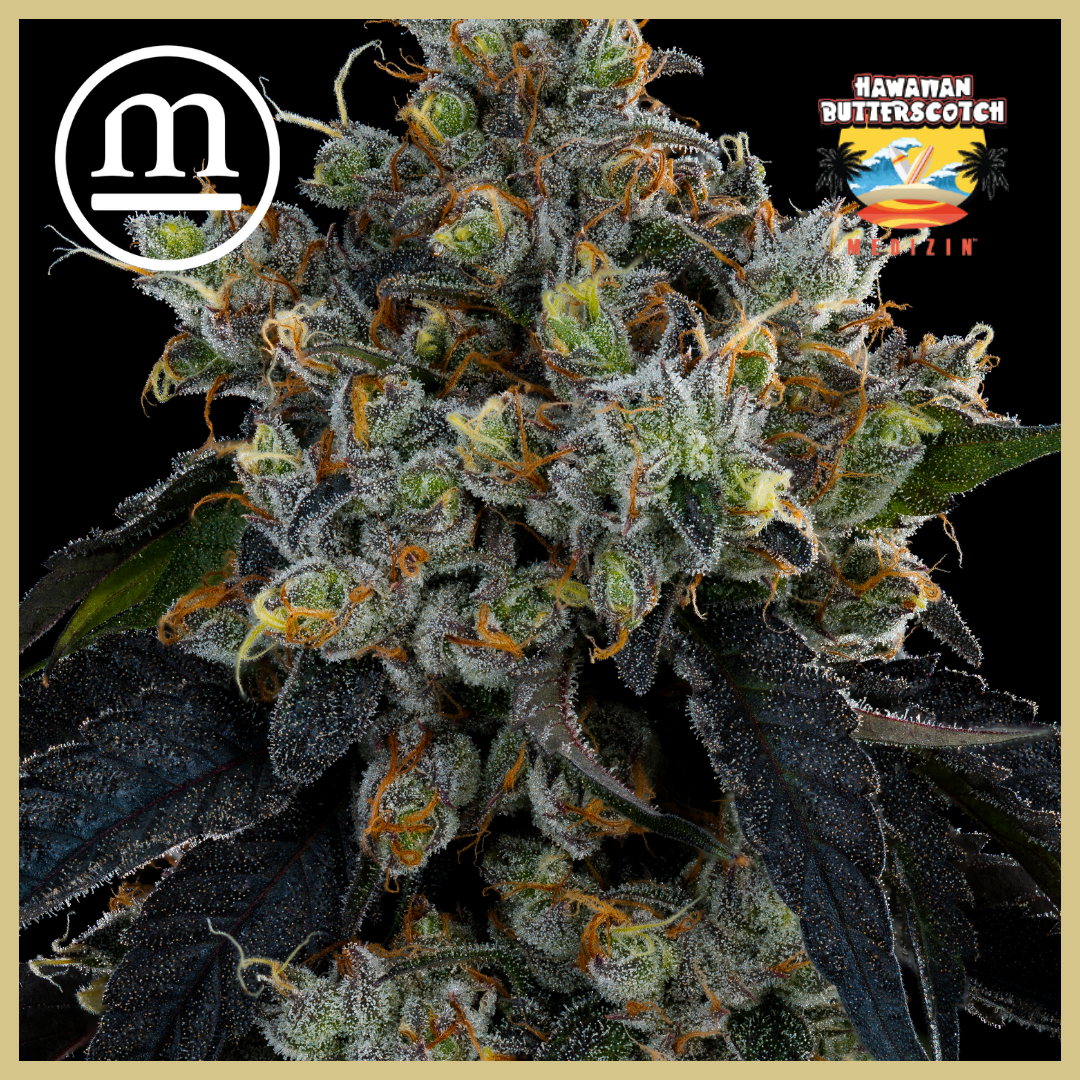 Photograph of product: Hawaiian Butterscotch 3.5g Prepack