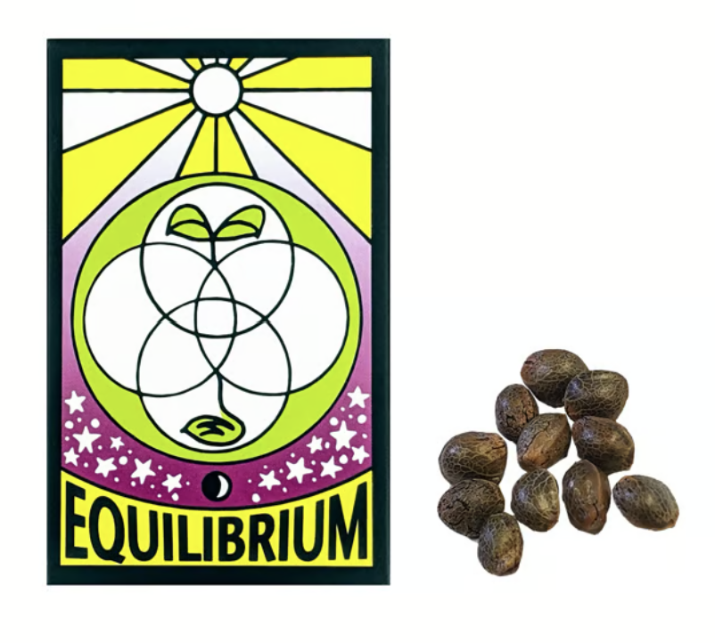 Photograph of product: 12pk Regular Seeds - 4 Way Doghani