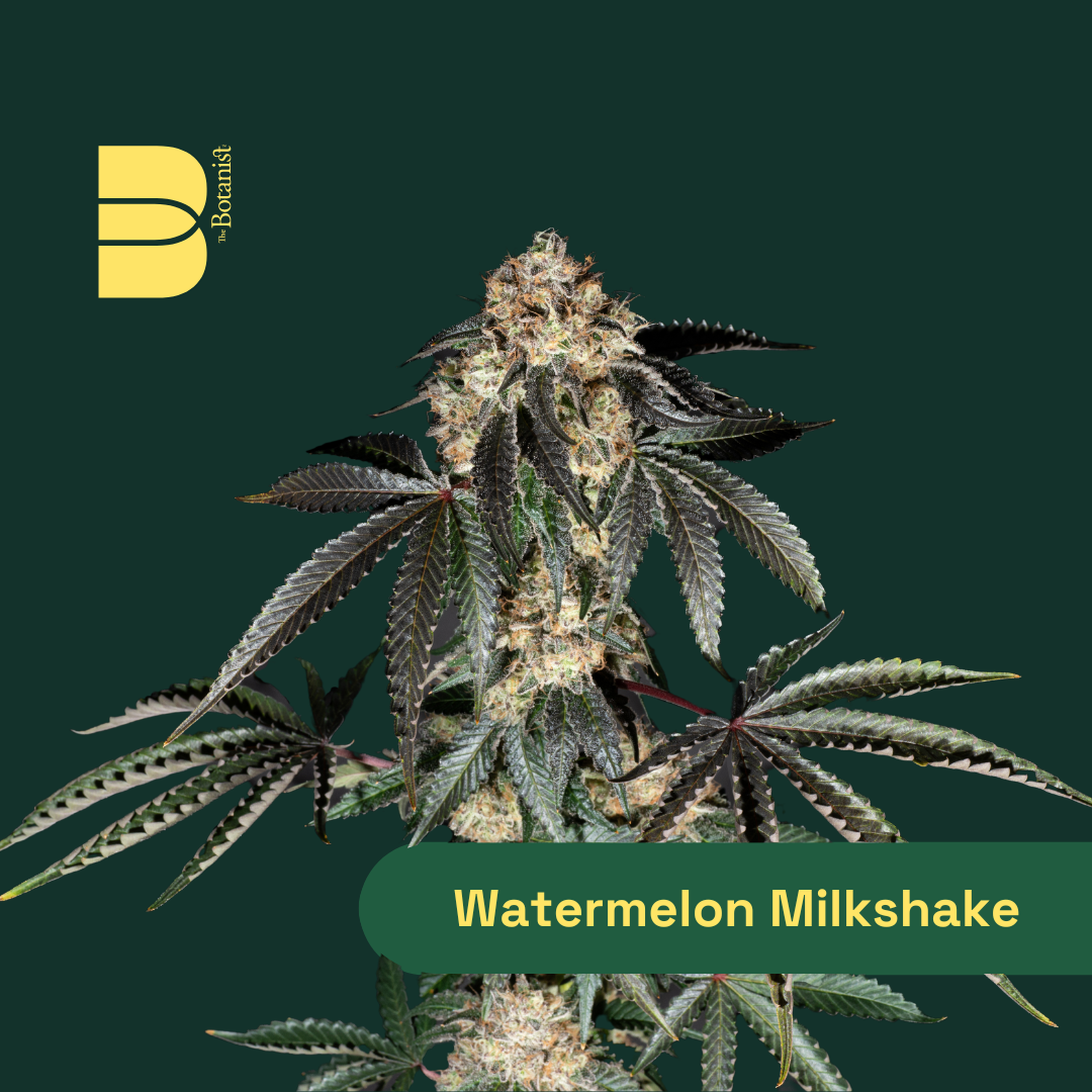 Photograph of product: The Botanist | Watermelon Milkshake | 14g Small Buds