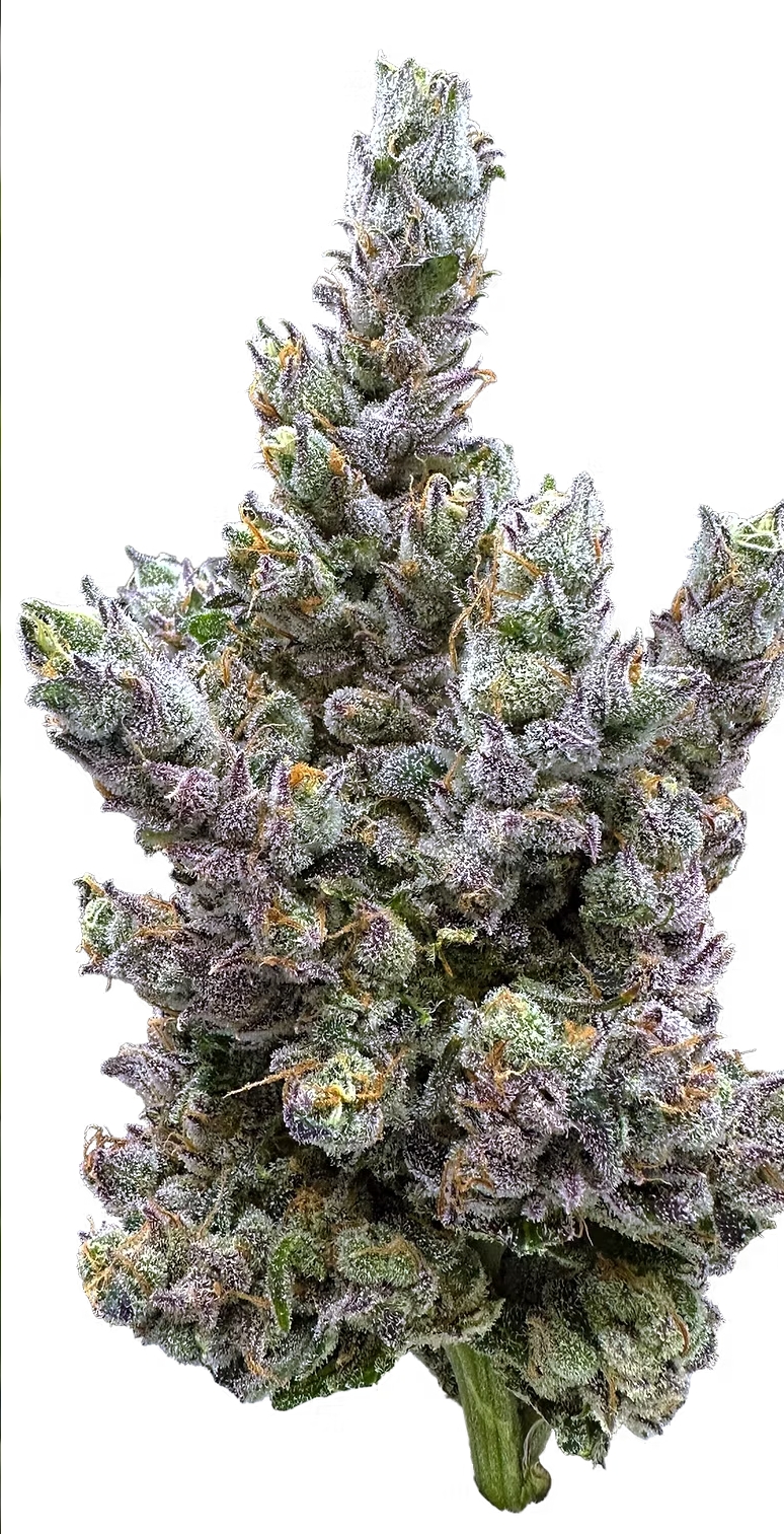 Photograph of product: Glue Dream 3.5g Flower Trifecta Farms