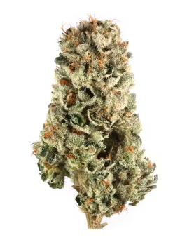 Photograph of product: Boston Oui'd Co. | Dedoverde Haze | Flower - 3.5g