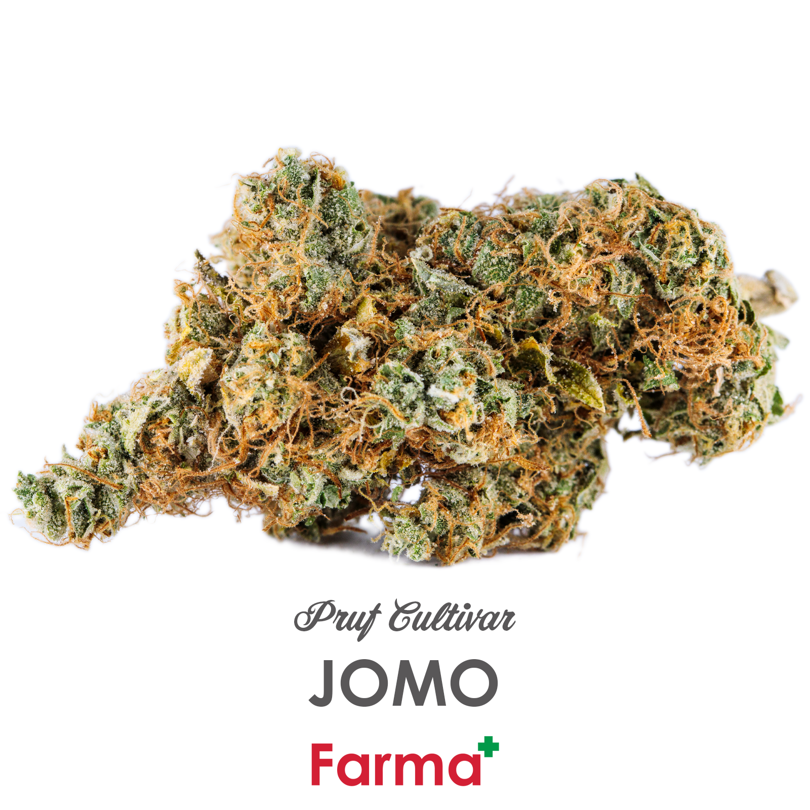 Photograph of product: Pruf Cultivar JOMO - 1g