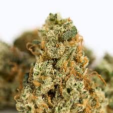 Photograph of product: Culta | Poonesia Buds - 3.5g