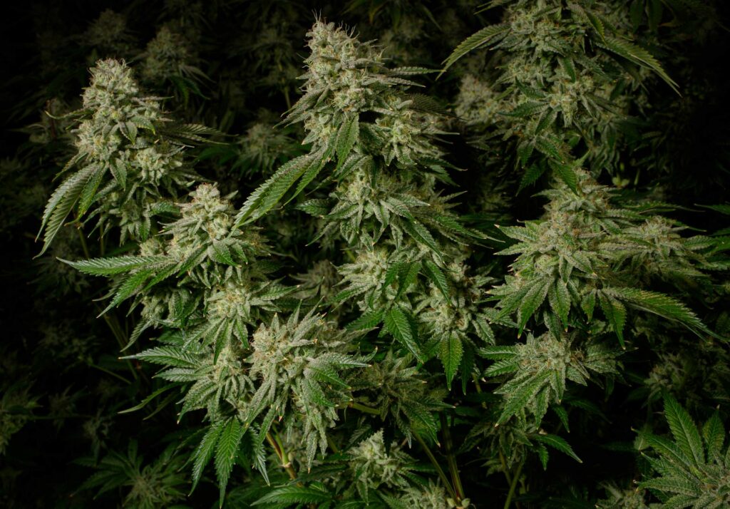 Photograph of product: Rythm Popcorn | Jet Fuel OG | 7g (Hybrid)