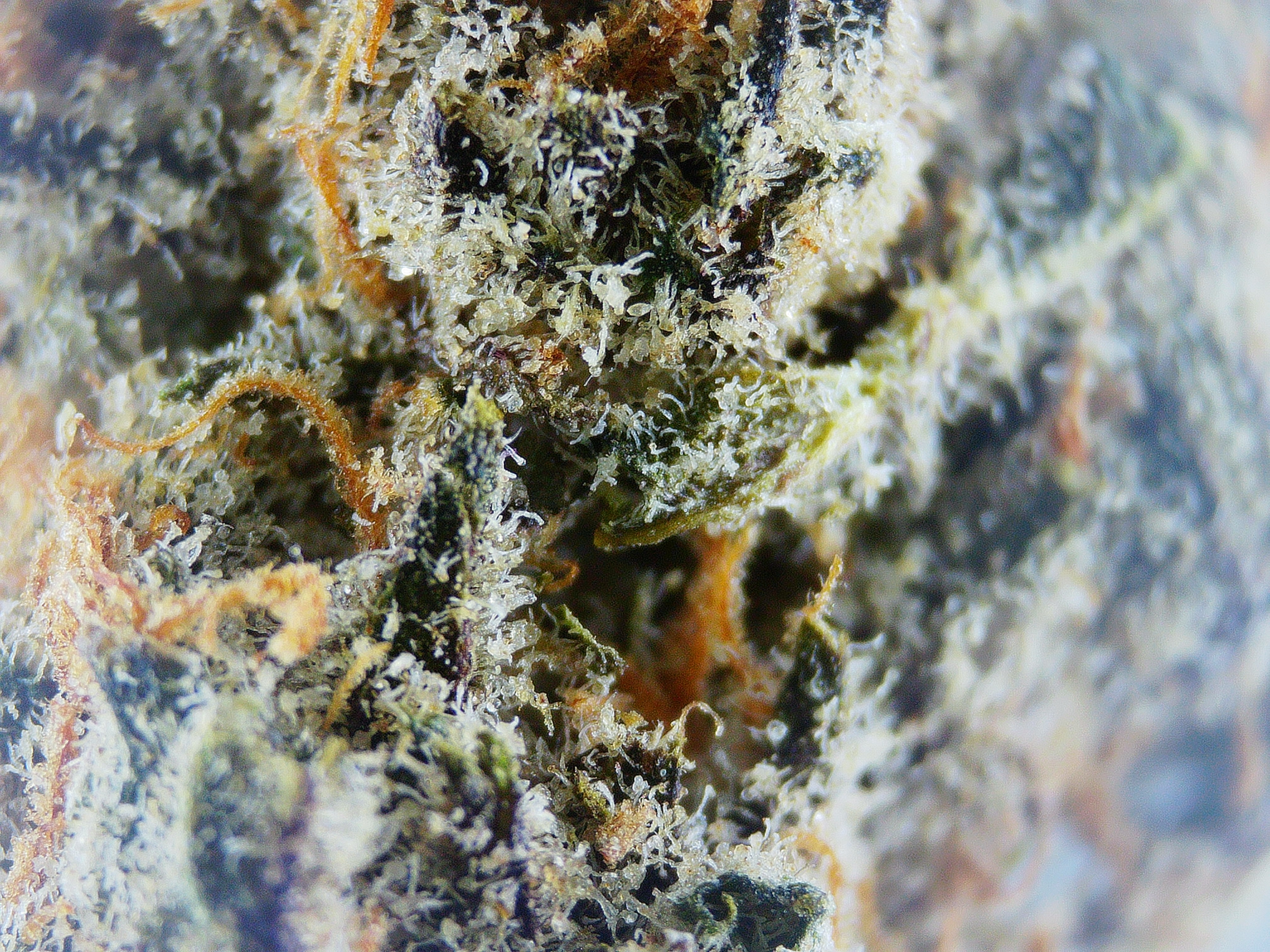 Photograph of product: VT Medicine Man Mandarin Zkittlez Bulk - 1g
