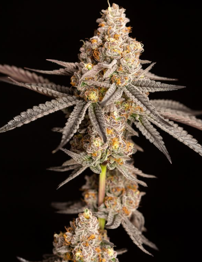 Photograph of product: Alien Marker | 3.5g