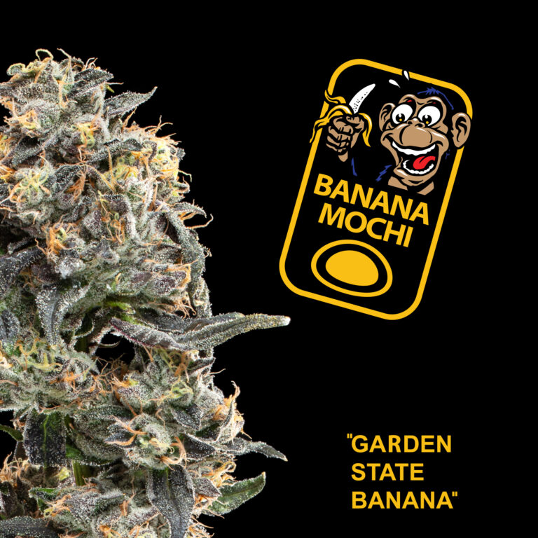 Photograph of product: Garden Greens - Banana Mochi Full Buds 3.5g