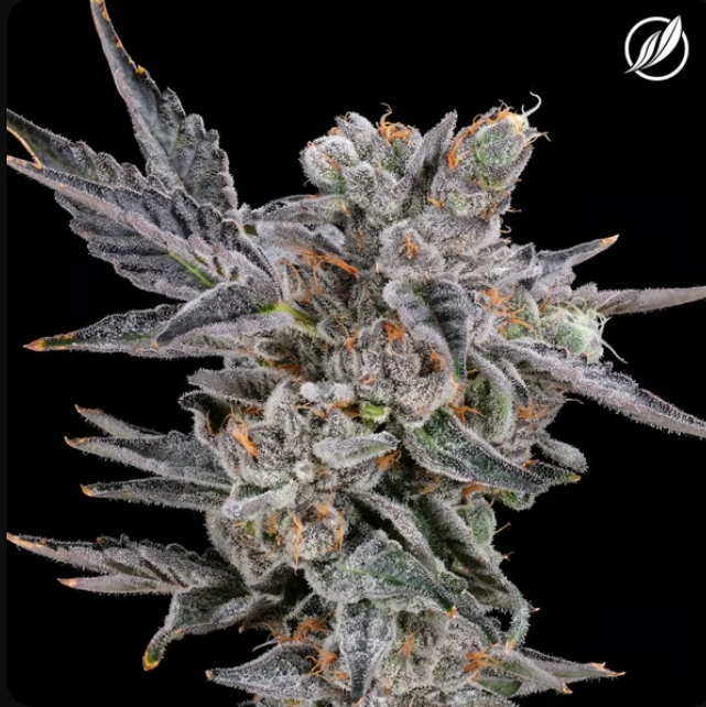 Photograph of product: Durban Stardawg Flower 3.5g H T21.89% C0020025235