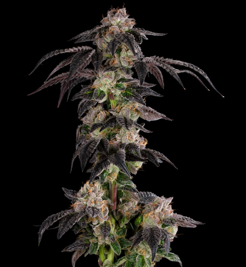 Photograph of product: (2) DC's Finest: Madrina (H-S) - 28g