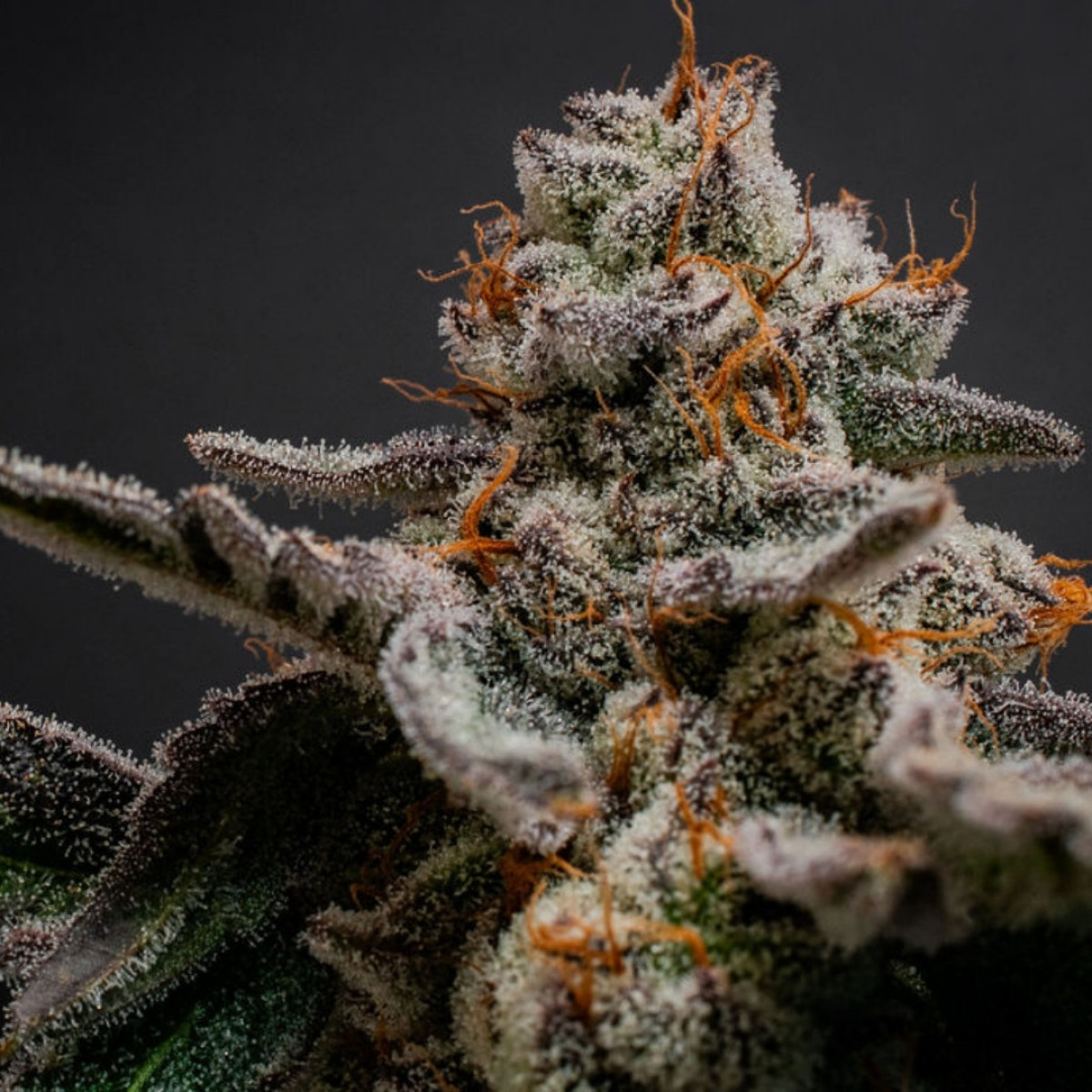 Photograph of product: Baked Beans | Bacio | 7g