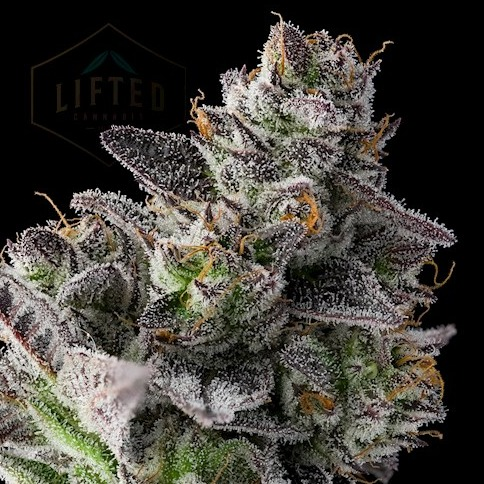 Photograph of product: Lifted Oui'd - White Truffle - 3.5g