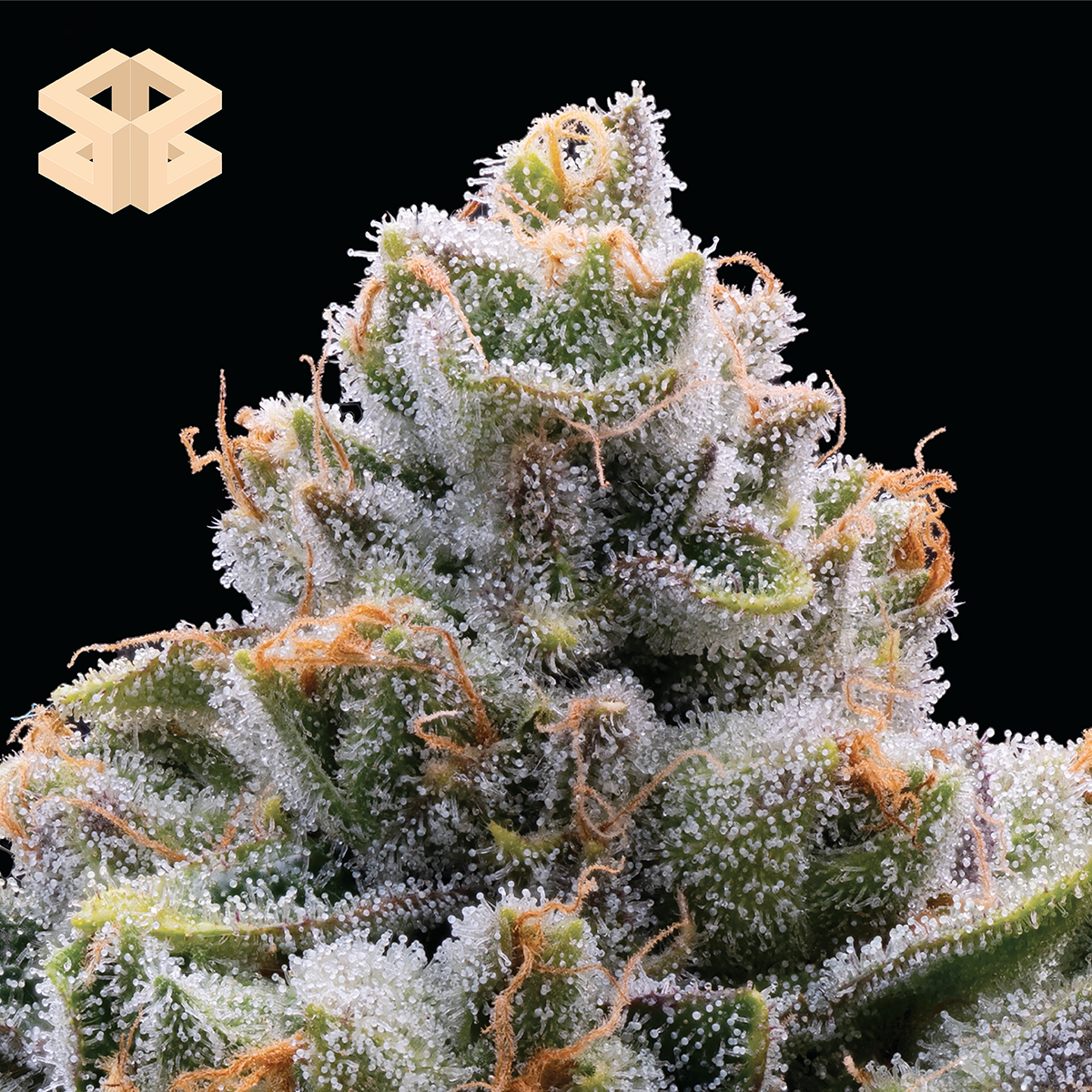 Photograph of product: Bootylicious #1 - Burly Botanicals Flower - 28g