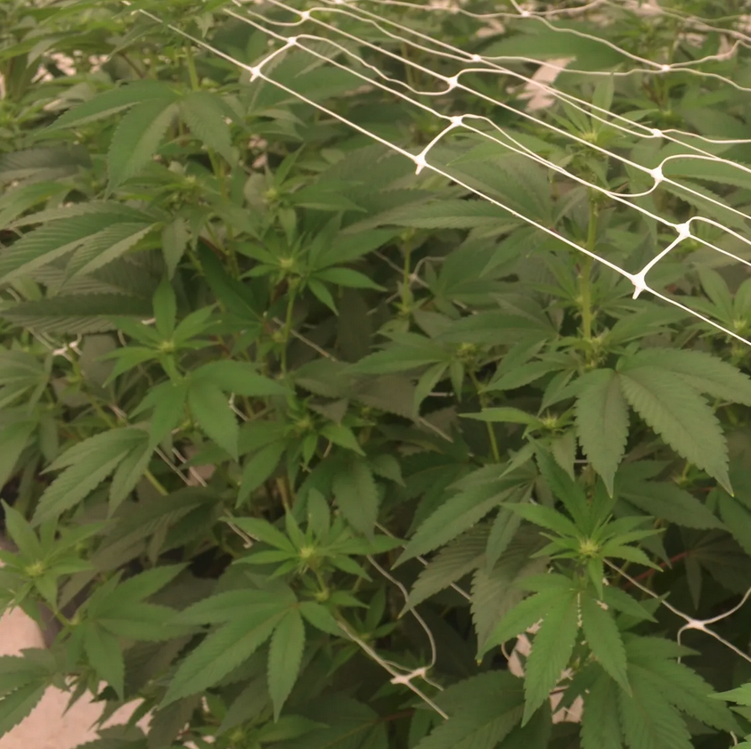 Photograph of product: Smuggler's Notch Sour - 3.5g