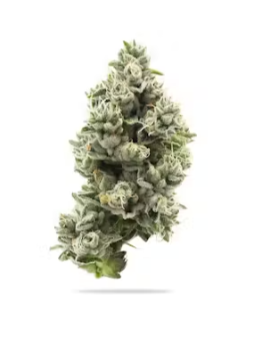 Photograph of product: Fresh | Funk Nectar - 3.5g