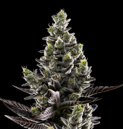 Photograph of product: Holy Moly! 8th (3.5g)