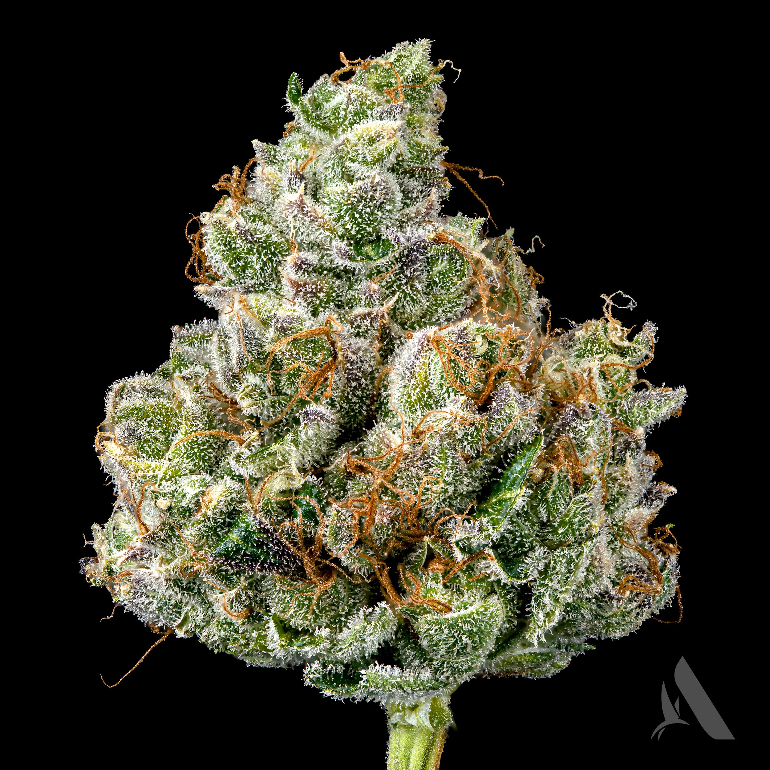 Photograph of Product: Lemon Delight Flower T28.26 (9-00528) - 3.5g