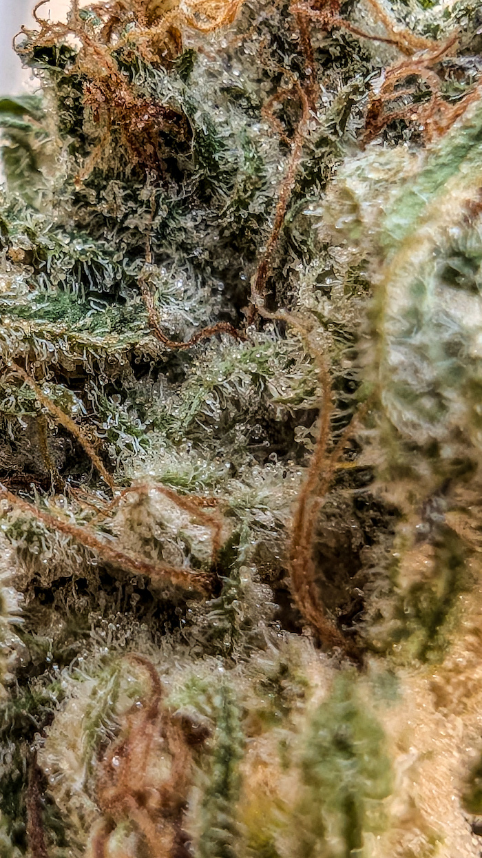 Photograph of product: SAAVI / GREASE MONKEY / HYBRID / FLOWER - 3.5g