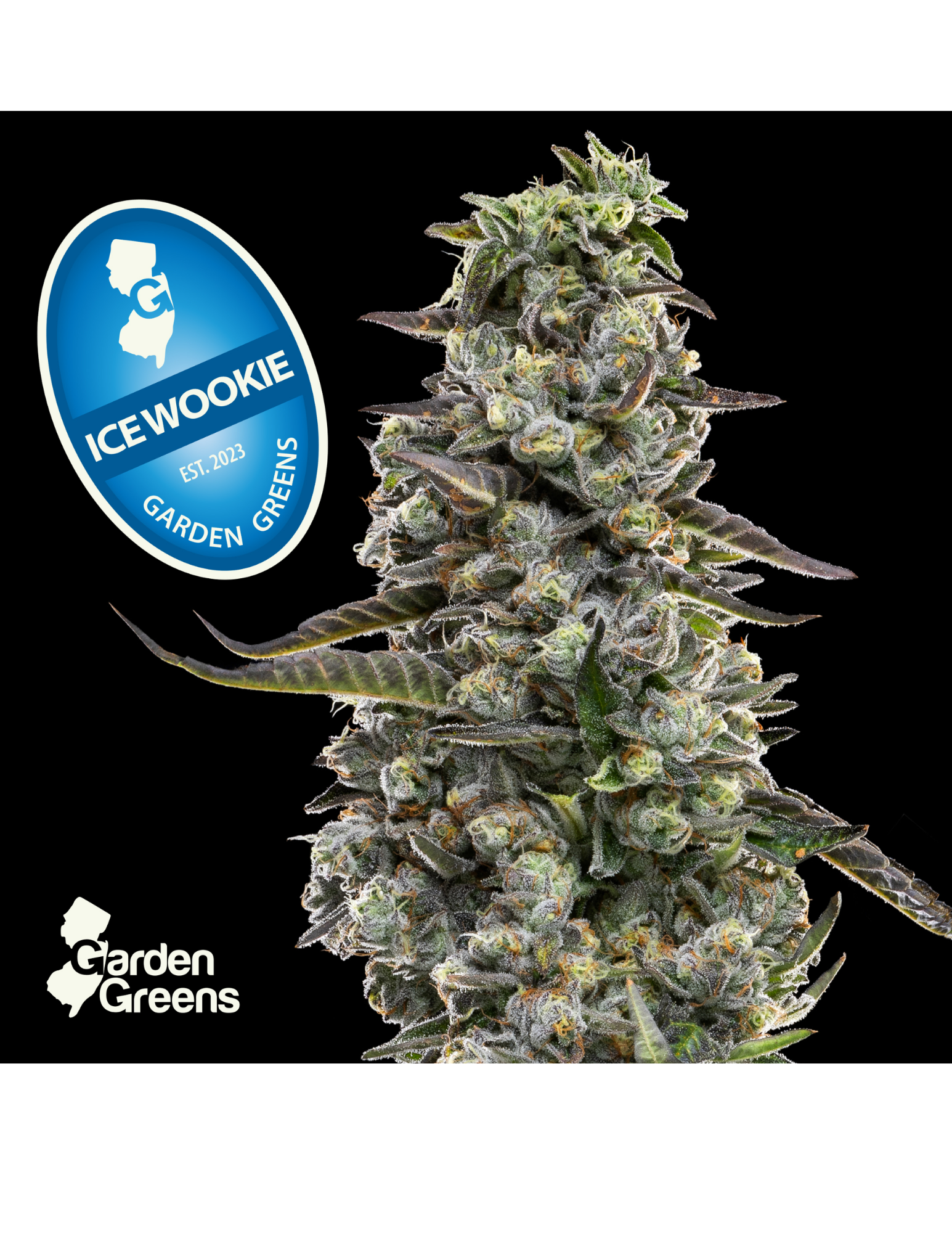 Photograph of product: GG - Ice Wookie - Big Bud - 7g