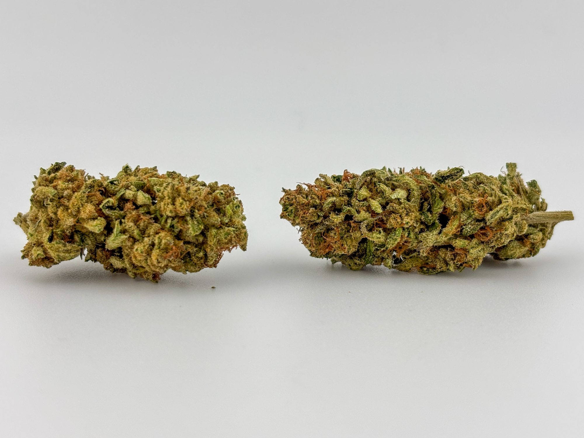 Photograph of product: Alta Gardens | Flower [S] | Chimera