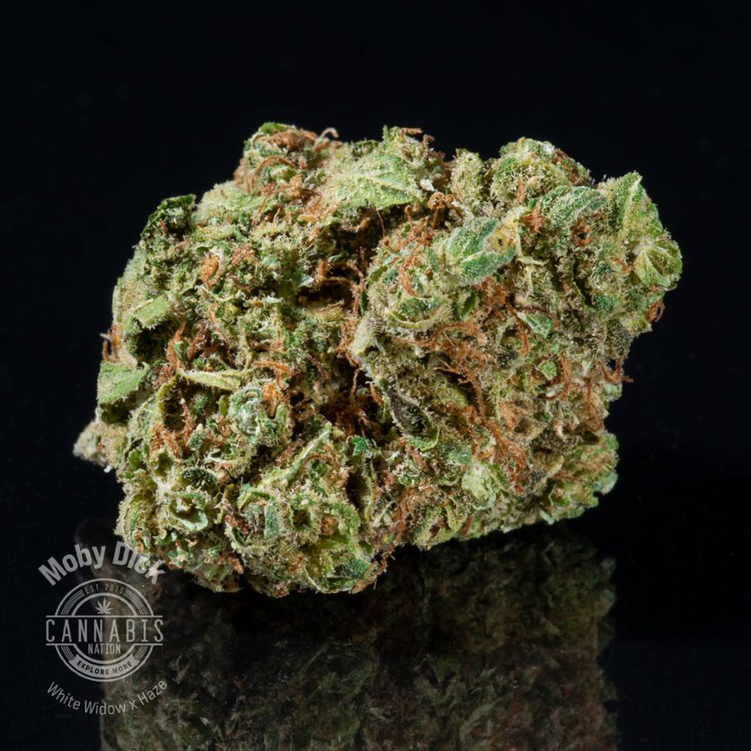 Photograph of product: Flower | Moby Dick - 3.5g