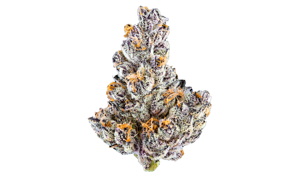 Photograph of product: FRENCH LOTUS