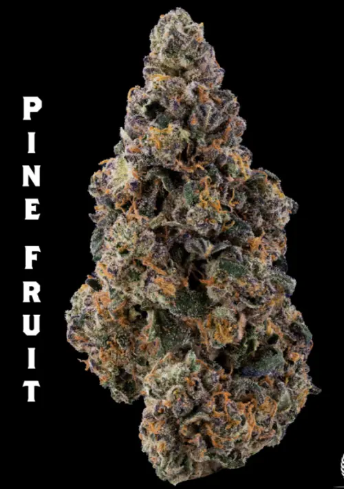Photograph of product: Pine Fruit (H) - 1/8