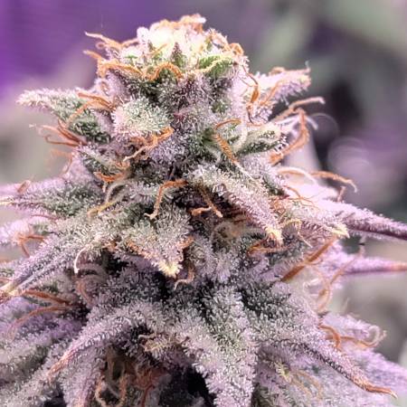 Photograph of product: Sunlight Ridge | Cherry Chem - 28g