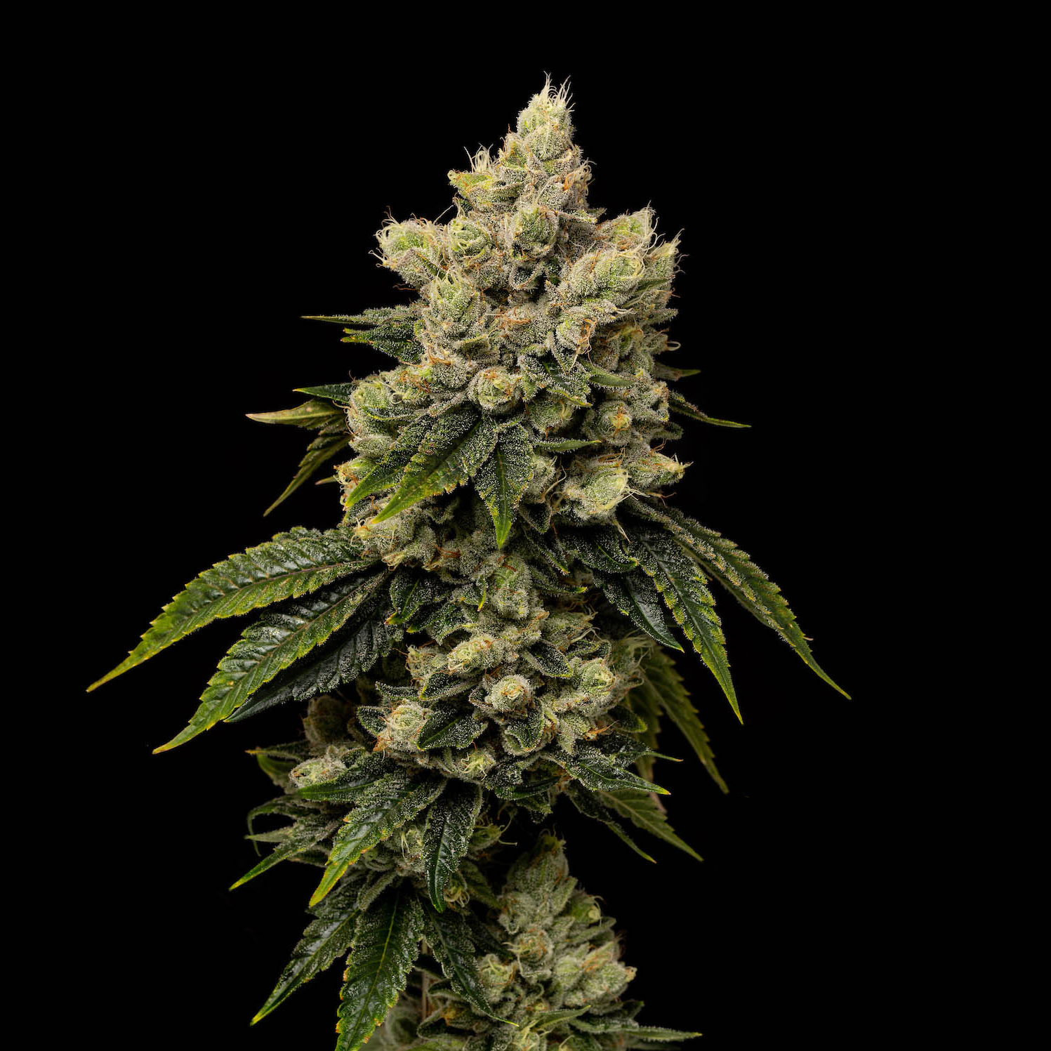 Photograph of product: Kush Mints - 28g