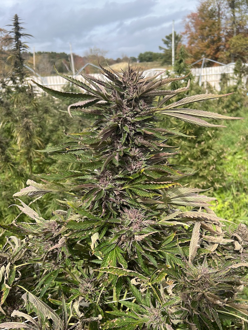 Photograph of product: Seeds - Pineapple Muffin - 5pk Feminized - Seed & Soil