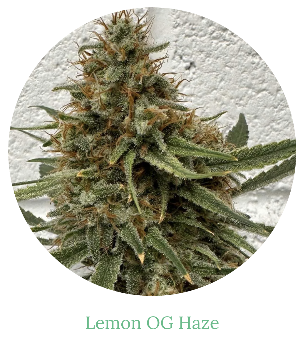 Photograph of product: 3.5g | Lemon OG Haze
